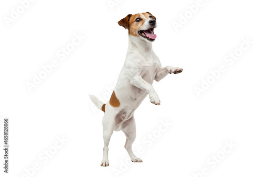 A playful jack russell terrier dog standing on its hind legs with its mouth open and tongue out, isolated on transparent background
