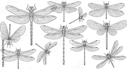Elegant collection of hand drawn dragonflies with intricate wing details