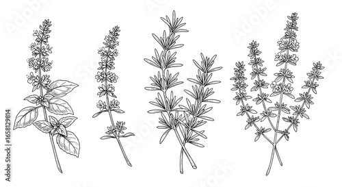 Herb sketch collection: basil, rosemary, thyme, and savory in detailed outline