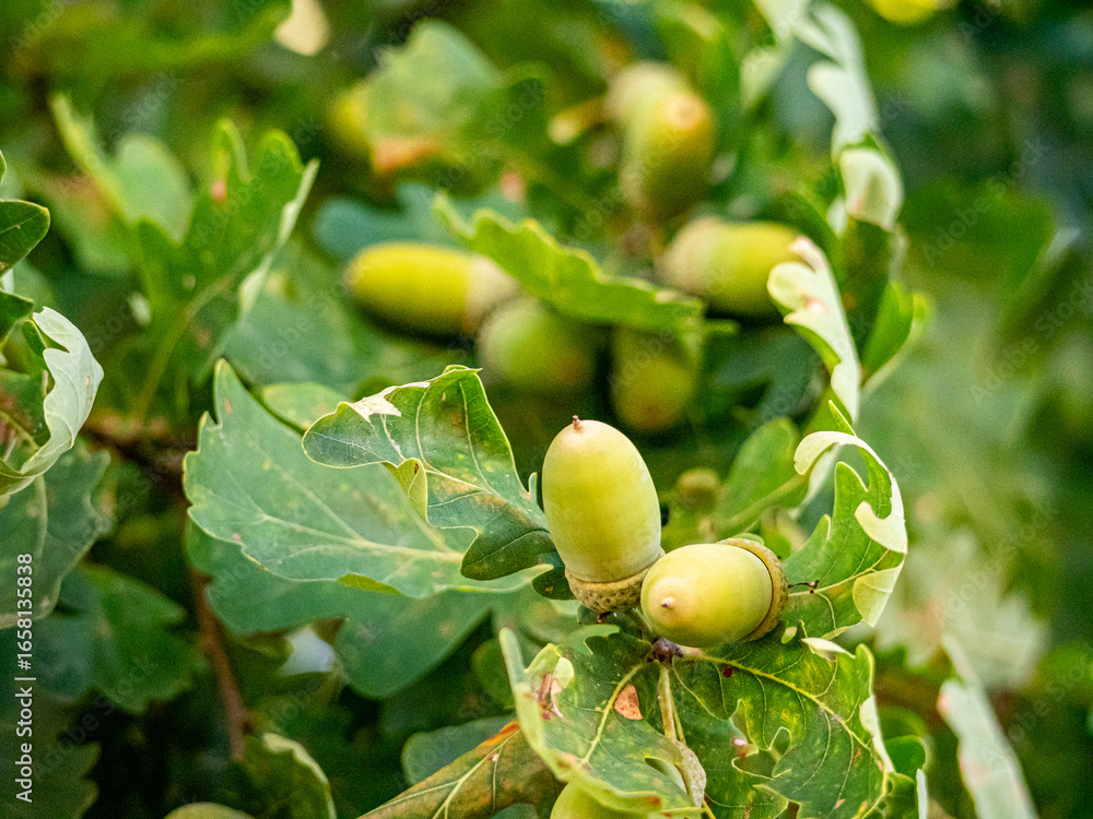 Obraz premium Green acorns hang from an oak tree among fresh oak leaves, glowing in warm summer sunlight. The natural scene captures growth, vitality, and the quiet beauty of a healthy woodland in summer.