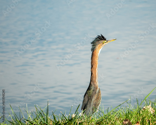 Juvenile Green Heron