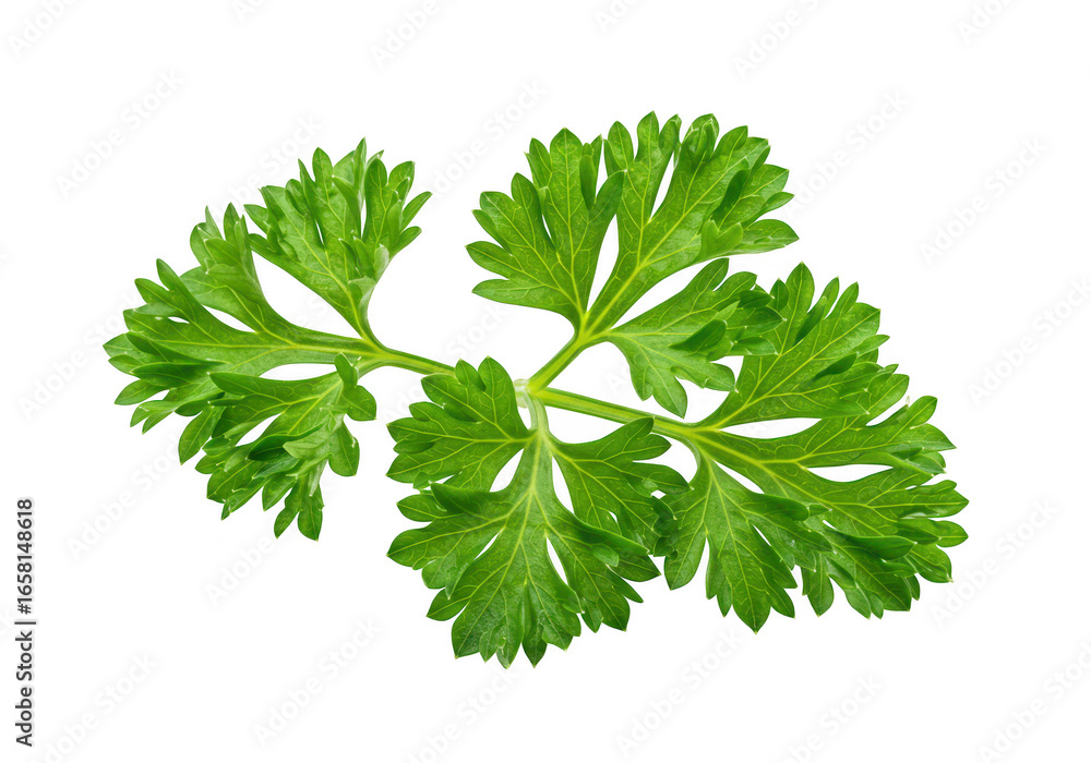 Fototapeta premium Fresh green parsley leaf isolated on transparent background, a common culinary herb used for flavoring and garnishing dishes
