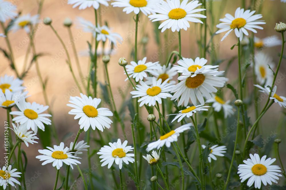 Fototapeta premium yellow calendula daisies in the garden