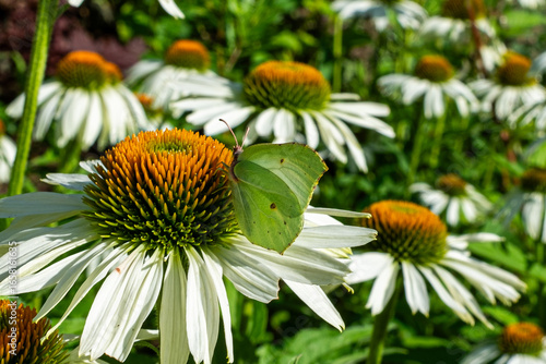 Green-winged butterfly on large daisies