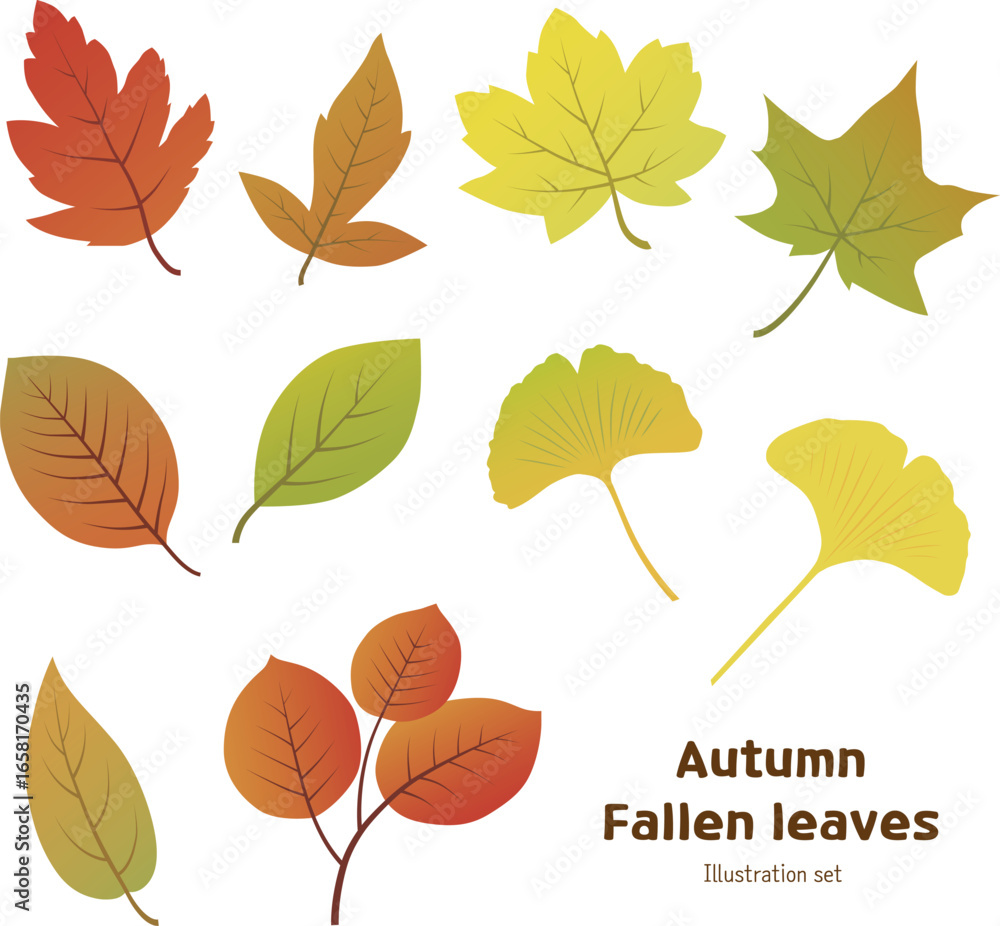 Obraz premium Autumn leaves isolated on white background vector illustration