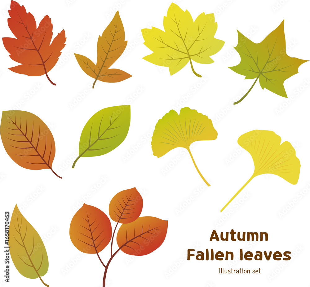 Fototapeta premium Autumn leaves isolated on white background vector illustration