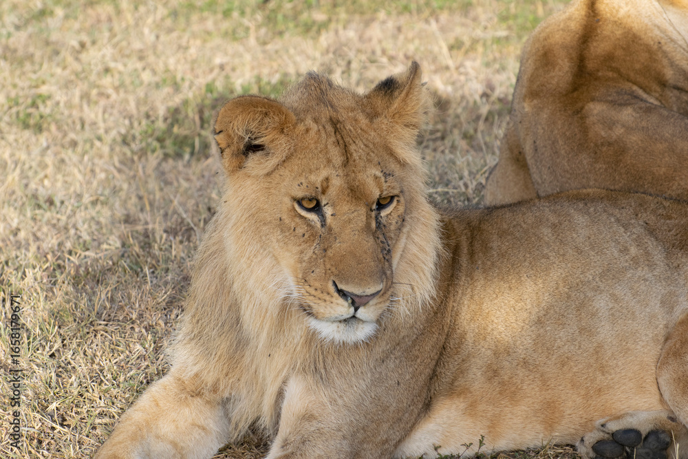 Fototapeta premium Young lion resting on grassy ground in savanna