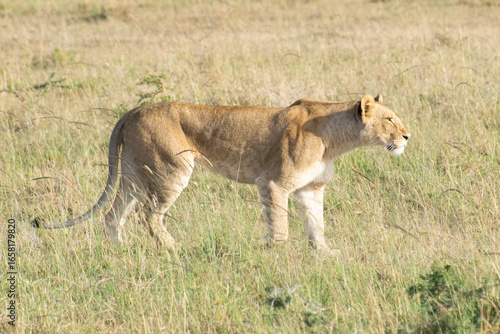 Lioness walking across grassy savanna landscape
