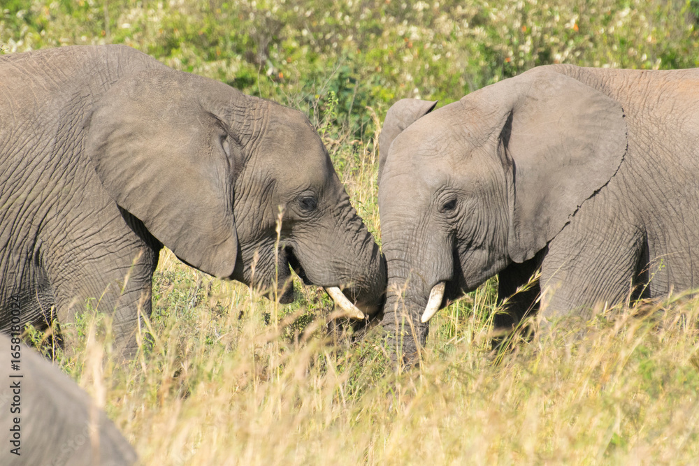 Fototapeta premium African elephant standing among green bushes on savanna