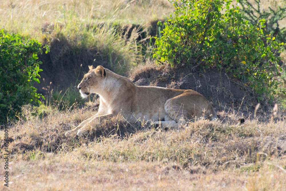 Naklejka premium Lioness resting on grassy hillside with bushes in savanna