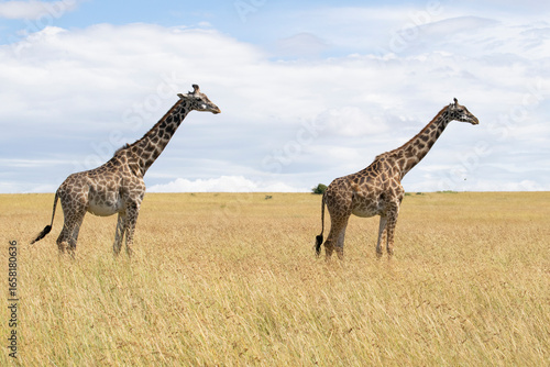 Photography Two giraffes standing on open savanna grassland against blue sky
