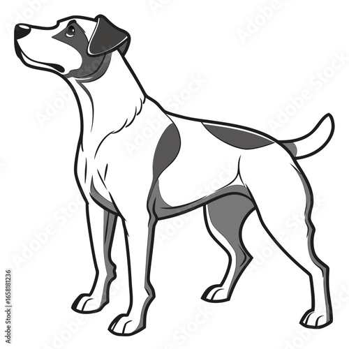 Jack Russell Terrier Illustration