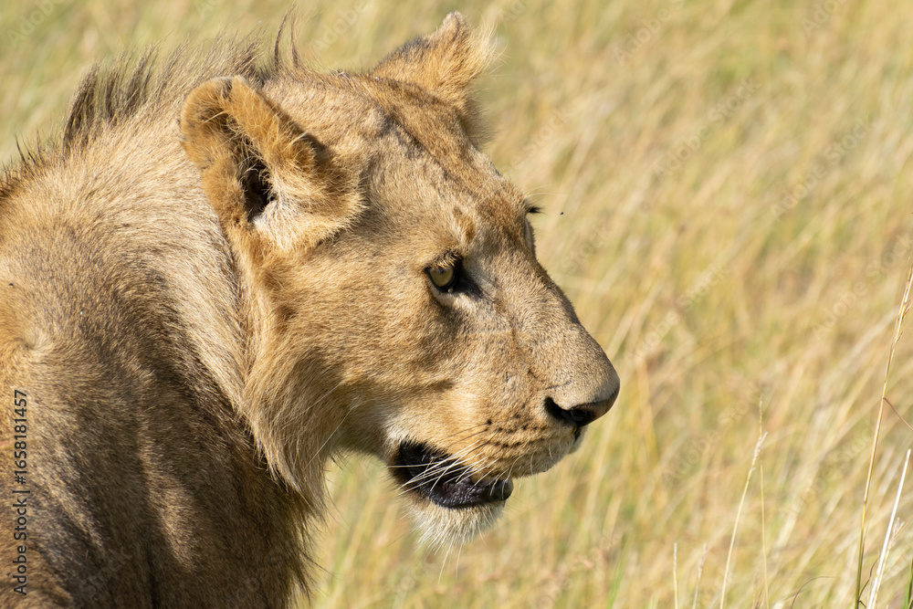 Fototapeta premium Close-up of lion head in tall savanna grass