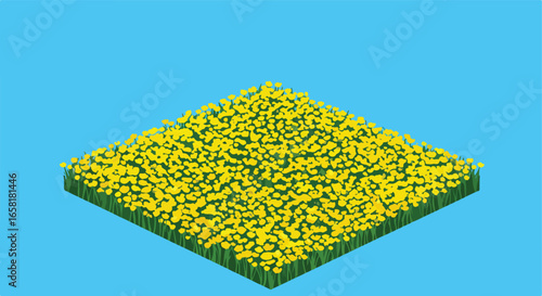 Isometric rapeseed plot against blue sky; concept farming, illustration