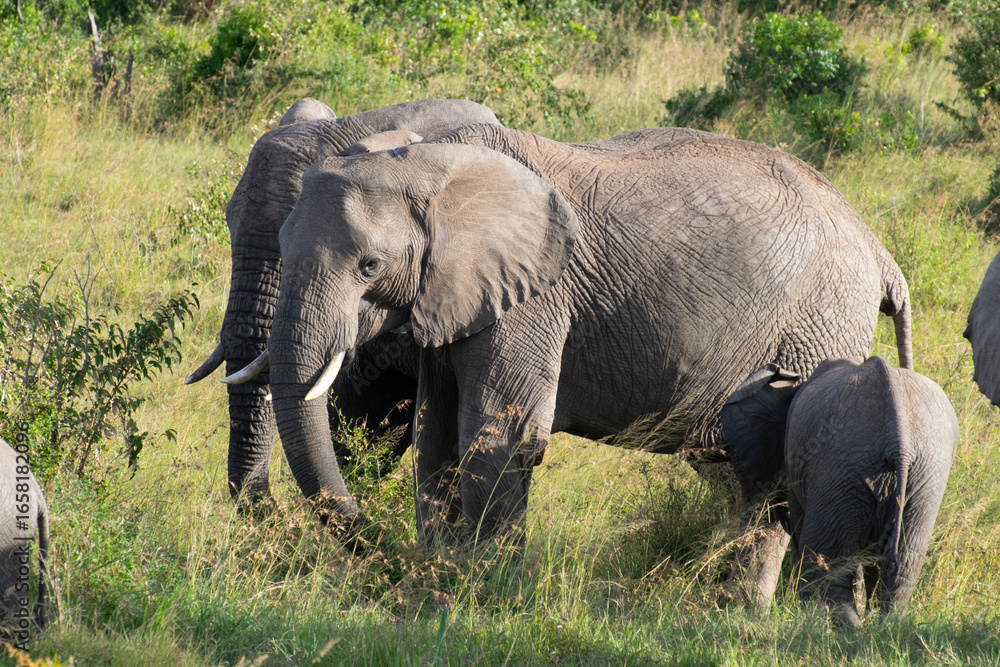 Fototapeta premium Elephant and calf grazing on grassy savanna