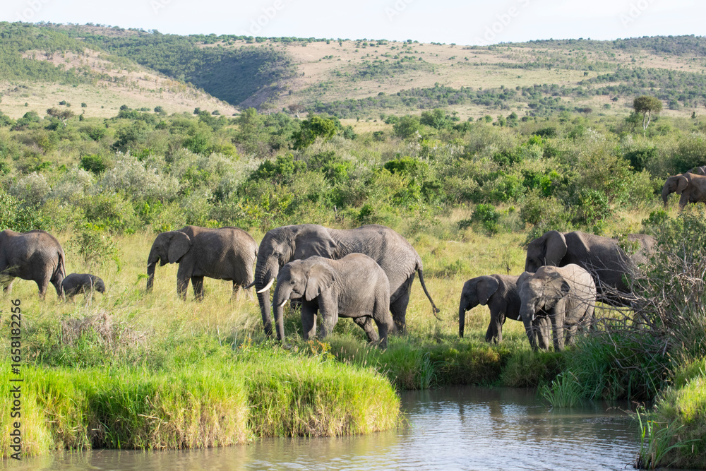 Fototapeta premium Herd of elephants grazing by a pond in green savanna landscape