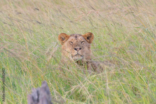Male lion resting in tall grassy savanna
