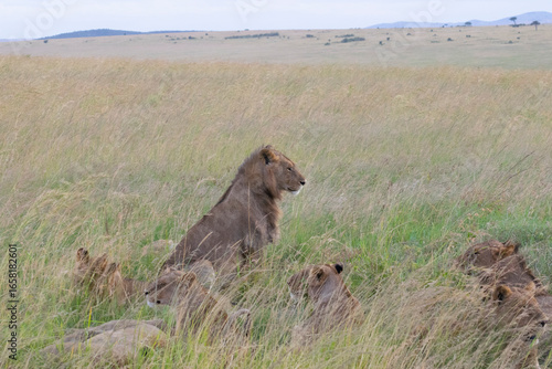 Lion peering over tall grass in open savanna landscape