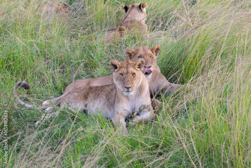 Lioness lying in savanna grass looking forward