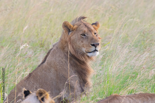 Male lion sitting in tall savanna grass