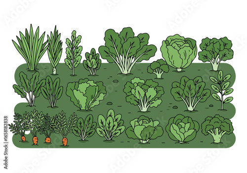 Diverse crops growing in a garden plot; use in illustrating farming concepts