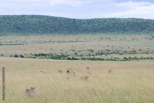 Group of lions resting in open grassy savanna with hill in background