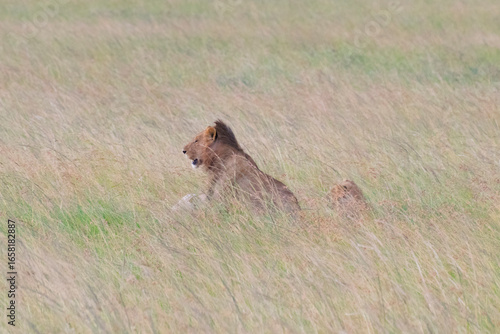 Hyenas stalking prey in tall savanna grass