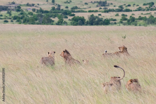 Group of wild animals hunting in grassy savanna