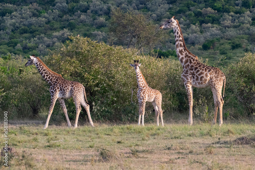 Two giraffes standing together in lush green savanna