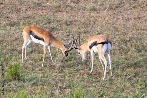 Two antelopes locking horns on grassy savanna plain