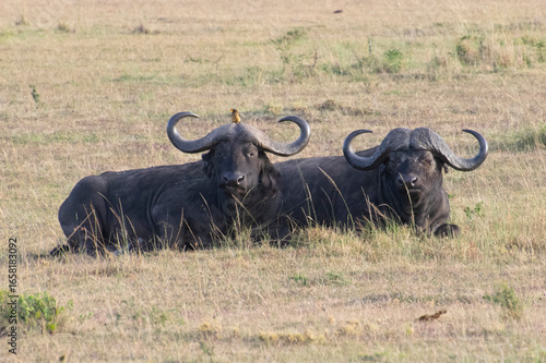 Two wildebeest resting on dry savanna grassland