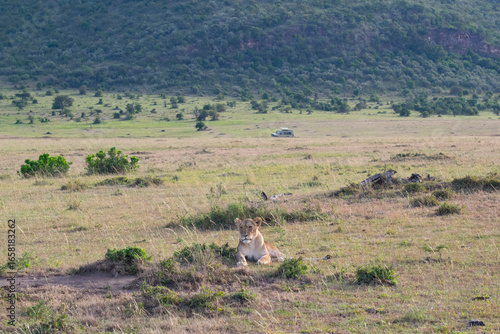 Lions resting in open grassy savanna landscape