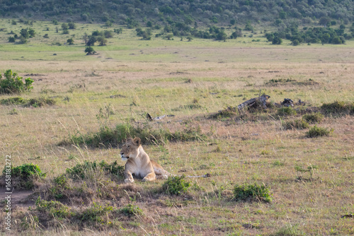 Lions resting on grassy savanna plains with distant hills