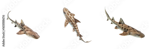 Set of A Horn shark swimming view isolated on a transparent background	