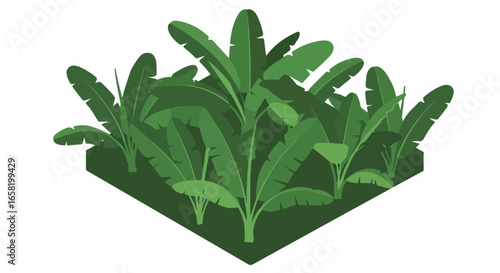 Isometric green banana plant garden. Background is white, use for web or print