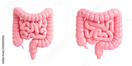 Fototapeta Naklejka Na Ścianę i Meble -  Three Dimensional Pink Plastic Style Digestive System Anatomy Illustration with Transparent Background