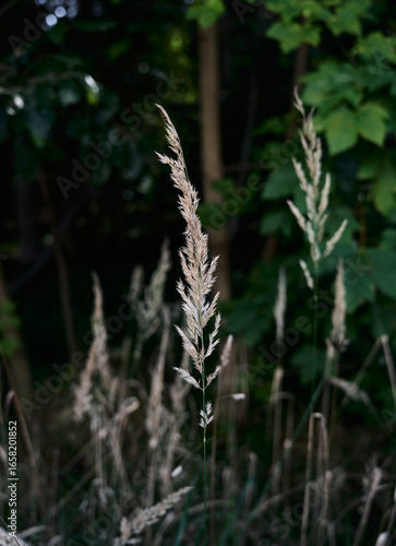 Close-Up of a Wild Grass Blade in an Autumn Forest

