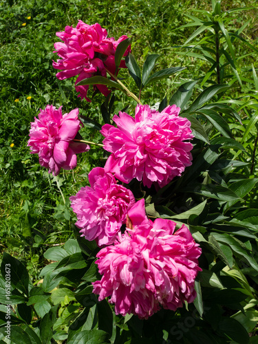 Bright Pink Peony Flowers Blooming in a Lush Green Garden