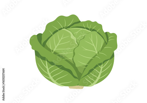 Single Head of Cabbage on White Background. Use for food blog illustrations