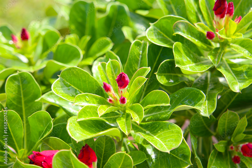 Obraz premium Adenium obesum, Desert rose flowers in full bloom.