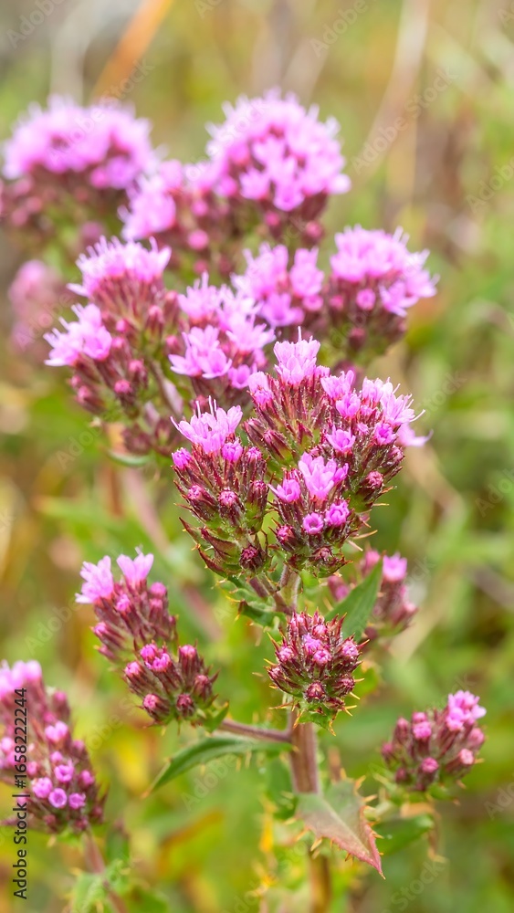 Fototapeta premium Close-up of vibrant pink wildflowers