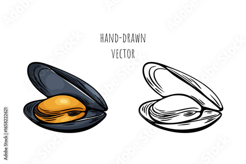 Mediterranean seafood mussel sketch in color and line art