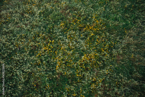 Flying over blooming meadow with yellow flowers during hot air balloon flight