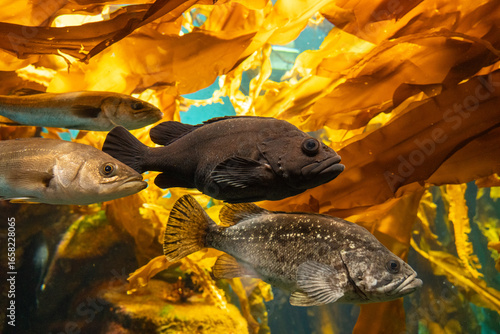 海藻の間を泳ぐシマソイ