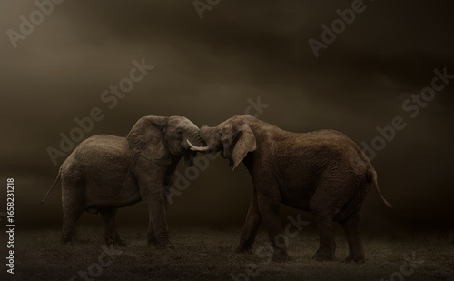Photography Sideview of two elephant bulls tussling agains a dark brown back ground