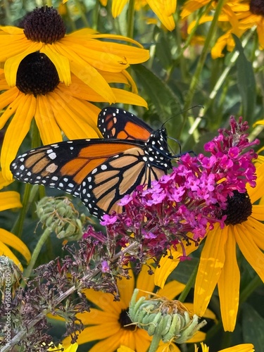 monarch butterfly or simply monarch (Danaus plexippus)