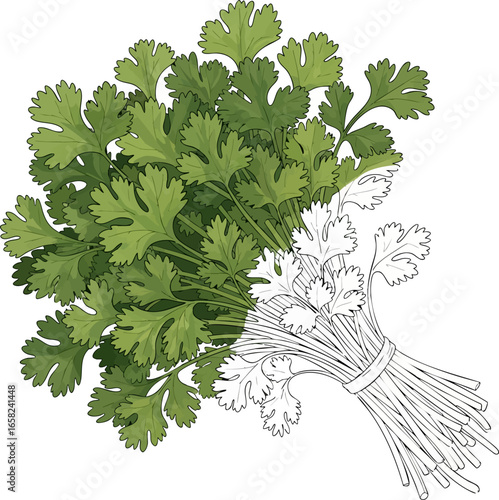 Conceptual Art Sketch Style A Bunch of Cilantro