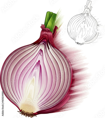 Conceptual Art Sketch Style A Halved Red Onion