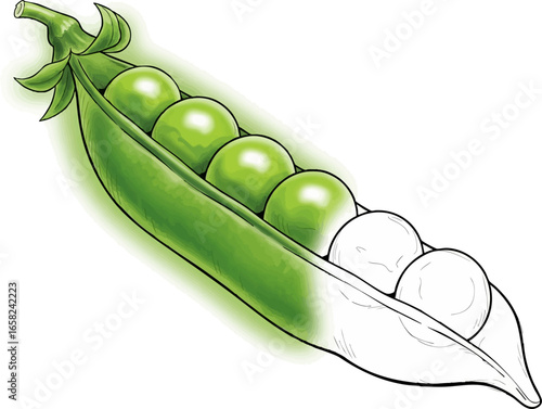 Conceptual Art Sketch Style A Single Green Pea