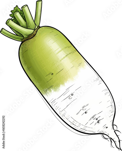 Conceptual Art Sketch Style A Single Korean Radish (Mu)